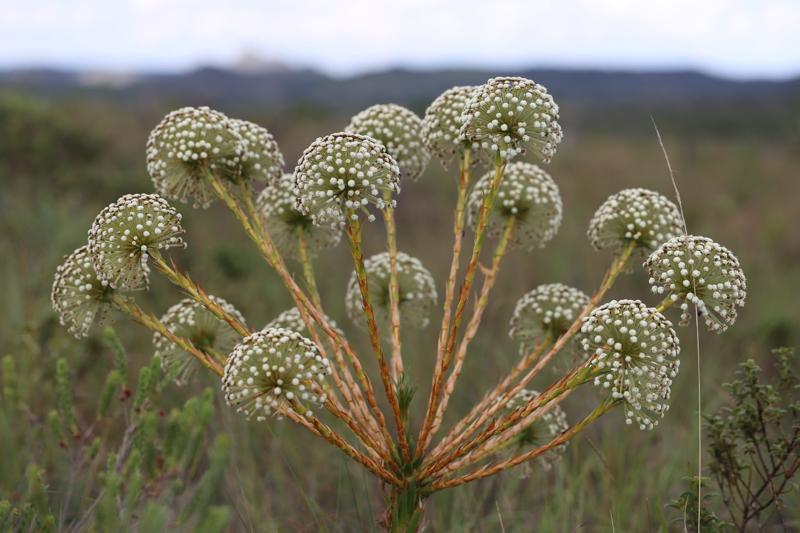 Serviços: Parque Nacional das Sempre-Vivas | Estrada Real