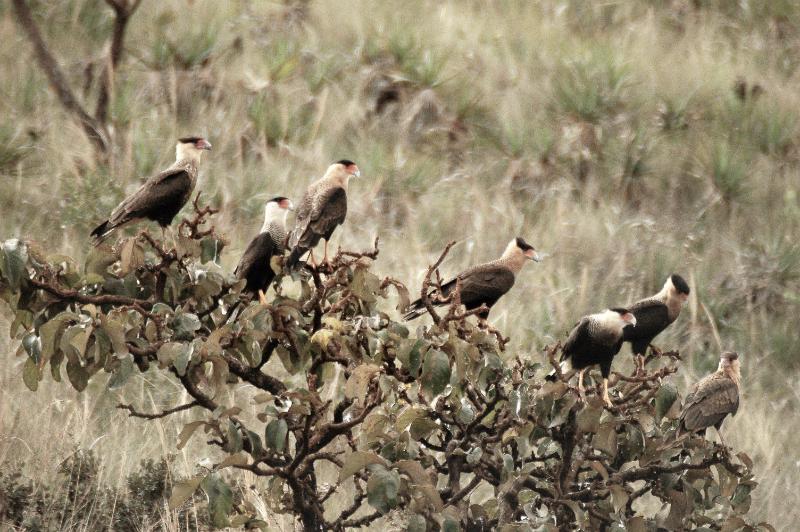 Parque Estadual Serra do Rola Moça | Estrada Real